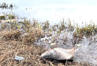 İstanbul'da korkutan balık ölümleri