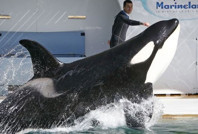 Fransa'nın ünlü su parkı kapanıyor: Katil balinalara ne olacak?