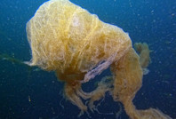 Marmara Denizi’nde tehlike çanları: Yüzde 30’u koruma altına alınmalı