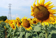 Ayçiçek yağı ithalatına vergi indirimi