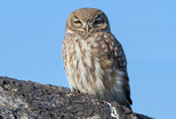 Ağrı Dağı’nın sürpriz misafiri: En küçük baykuş kukumav kameralara yansıdı