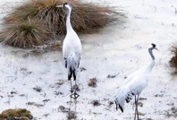 Turnalar molayı Ekşisu Sazlığı'nda verdi
