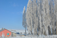 Kars dondu, ağaçlar kırağı tuttu