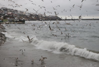 Tekirdağ'da deniz ulaşımına poyraz engeli