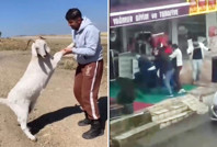 Barınaktan çalınan keçiler, kasapta kesilmiş bulundu