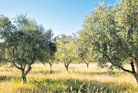 Zeytinde yüzde 35 rekolte kaybı bekleniyor