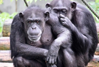 Şempanzelerde tuvalete çıkmak 'bulaşıcı'