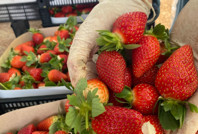 Çileğin fiyatı 1 ayda dip yaptı: Fiyatı 400 TL'den 90 TL'ye düştü