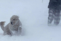 Köpeğini bahçeye çıkaran kadın donarak öldü