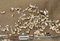 114 hayvanın öldüğü ilçeye hayvan giriş ve çıkışı yasaklandı