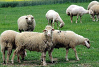 Tunceli'de bir ilçeye daha şap karantinası