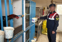 Horoz dövüştürenlere jandarma baskını