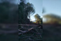 Tire-Belevi yolunda güzergâh değişikliği sonrası ağaç kesimine başlandı