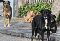 Ölü bulunan köpeklerle ilgili soruşturma açıldı