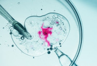 Bu da 'insan çiftliği': 100 kadını köleleştirip yumurtalarını topladılar