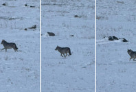 Kars'ta aç kalan kurt köye indi