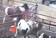 1 tonluk boğa saldırdı, sigarayı bırakmadı