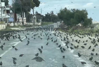 Binlerce sığırcık sahil yolunu istila etti: Sürücüler ilerleyemedi