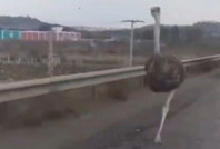 Karayolunda deve kuşu paniği