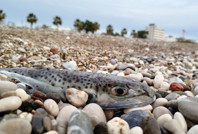 Balon balığını karaya bırakana ceza