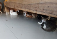 Apartman dairesinde 300 kedi bulundu