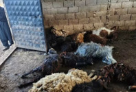 Kurtlar ahıra dalıp 40 koyunu öldürdü, yaşlı adam jandarmayı aradı