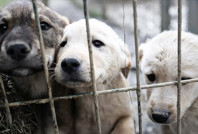 Belediyeler yıllık bütçenin binde 5'ini sahipsiz hayvanlara ayıracak