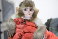 Bagajdan çıkan yavru maymunlar korumaya alındı