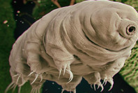 Kanserin çaresi tardigradlarda gizli