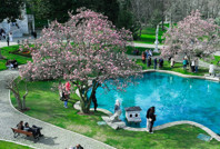 Ihlamur Kasırları'nda manolyalardan görsel şölen