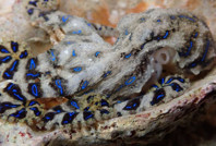 Dişisine av olmamak için üreme sırasında zehir veriyor