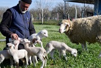 Manisa'da koyun tek batında 5 kuzu doğurdu