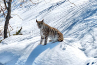 Ormanın hayaleti havadan görüntülendi