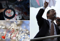 Türkiye'de yükselen trend: Marteniçkalar ne zaman çıkarılır, hangi ağaca bağlanmalı?