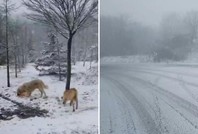 Trakya'nın yüksek kesimlerine kar yağdı
