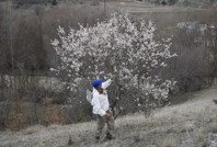 Yalancı bahara aldanıp bir gecede çiçek açtılar