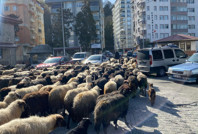 Görenler şaşkına döndü: Koyun koyuna yürüdüler