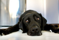 Oxford sözlüğüne yeni bir kelime eklendi: Gigil