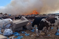 Yangına aldırmayan inekler otlamaya, çoban da izlemeye devam etti