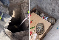 Rögara düşen yavru ördek ve çöpe atılan kaplumbağalar kurtarıldı