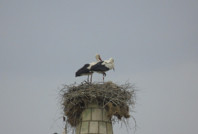 Hitit leyleği geleneği bozmadı, minarenin onarımı yine ertelendi