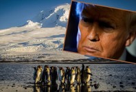 Trump sadece penguenlerin yaşadığı adaya vergi getirdi