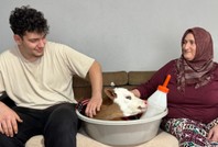 Bayramda doğan buzağı evin vazgeçilmezi oldu