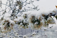 Kiraz ağaçları beyaza büründü