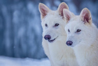 12 bin yıl önce nesli tükenen ulu kurtlar hayata döndürüldü