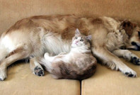 İlginç araştırma: Kedi ve köpekle yaşamak evliliğe eşdeğer
