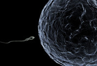 Kısırlık tedavisinde çığır açacak gelişme: Dünyada ilk sperm yapıcı kök hücre nakli