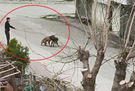 Tasmasından tuttuğu köpeğini, sokak köpeklerine saldırttı