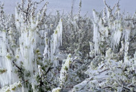 Ağaçlar dondu, vatandaş yanacak