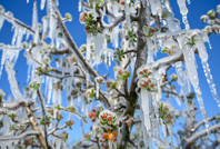 65 ilin tarımı dondu bitti kül oldu